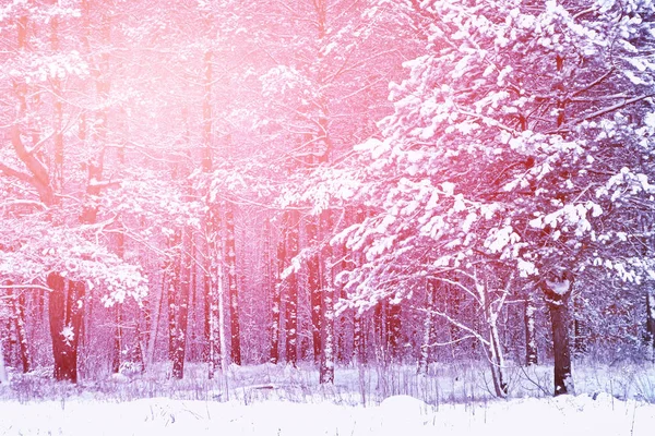 Les v mrazu. Zimní krajina. Zasněžené stromy. — Stock fotografie