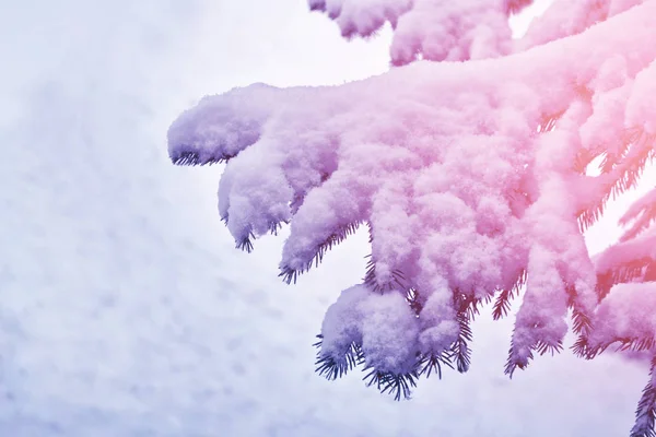 서리가 내린 숲. 겨울 풍경. 눈덮인 나무들. — 스톡 사진