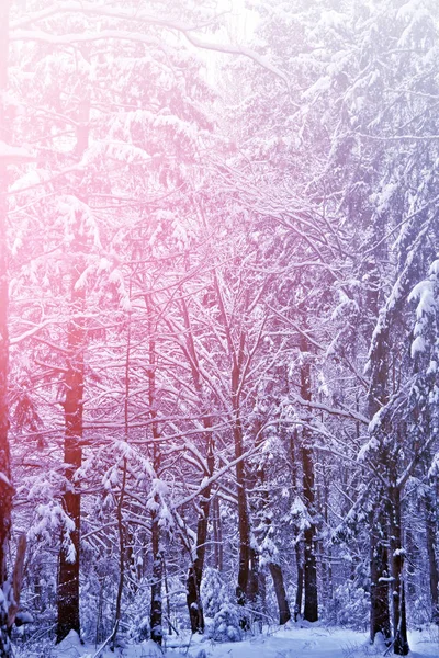 Foresta nel gelo. Paesaggio invernale. Alberi innevati. — Foto Stock