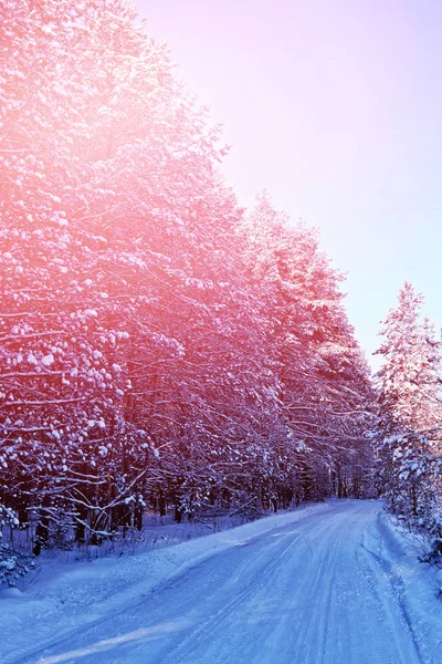 Wald im Frost. Winterlandschaft. Schneebedeckte Bäume. — Stockfoto