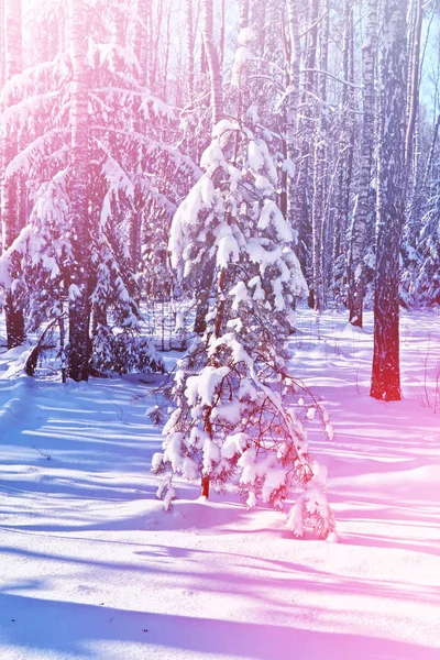 Forest in the frost. Winter landscape. Snow covered trees. — Stock Photo, Image