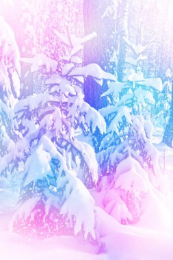  Donmuş orman. Kış manzarası. Karla kaplı ağaçlar. 