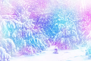  Donmuş orman. Kış manzarası. Karla kaplı ağaçlar. 