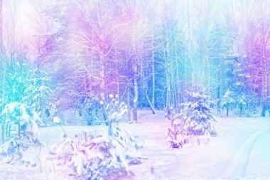 Donmuş orman. Kış manzarası. Karla kaplı ağaçlar. 