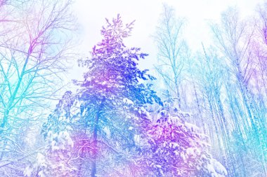  Donmuş orman. Kış manzarası. Karla kaplı ağaçlar. 