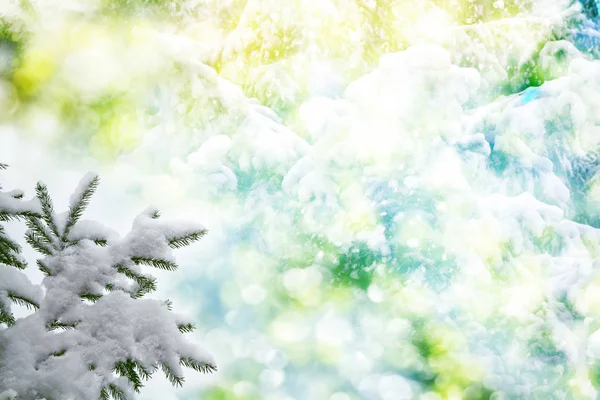 Foresta nel gelo. Paesaggio invernale. Alberi innevati. — Foto Stock