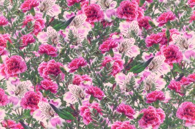 Ca ve parlak renkli çiçek alstroemeria çiçek arka plan