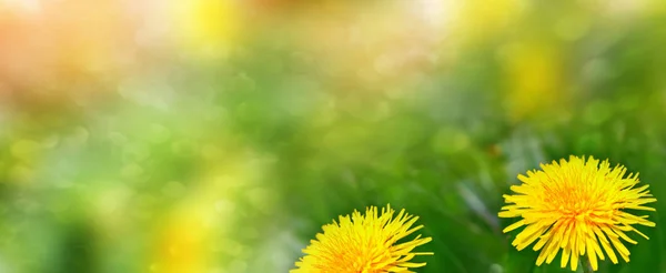 Flor de diente de león esponjosa contra el fondo del lan verano — Foto de Stock