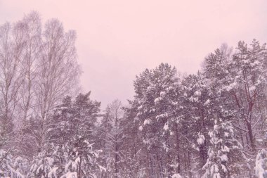  Donmuş orman. Kış manzarası. Karla kaplı ağaçlar. 