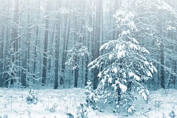 Foresta nel gelo. Paesaggio invernale. Alberi innevati. — Foto Stock