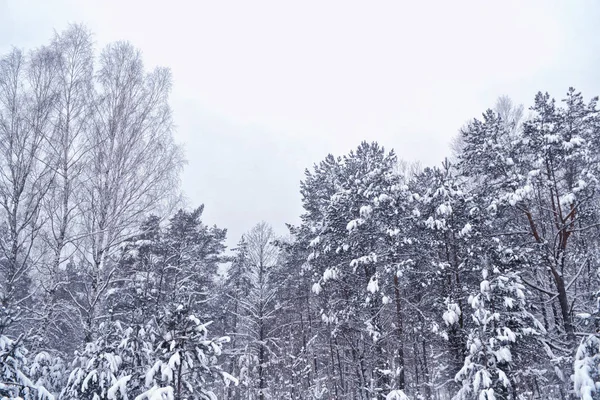 森林在霜冻中。冬季风景。覆盖着雪的树. — 图库照片