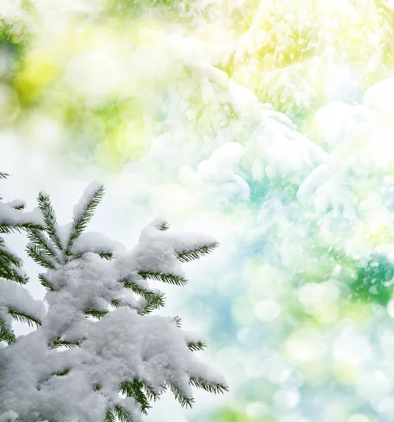 Foresta nel gelo. Paesaggio invernale. Alberi innevati. — Foto Stock