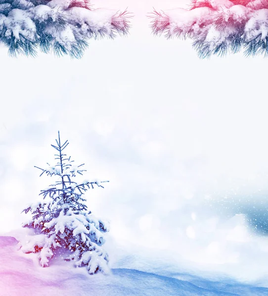 서리가 내린 숲. 겨울 풍경. 눈덮인 나무들. — 스톡 사진