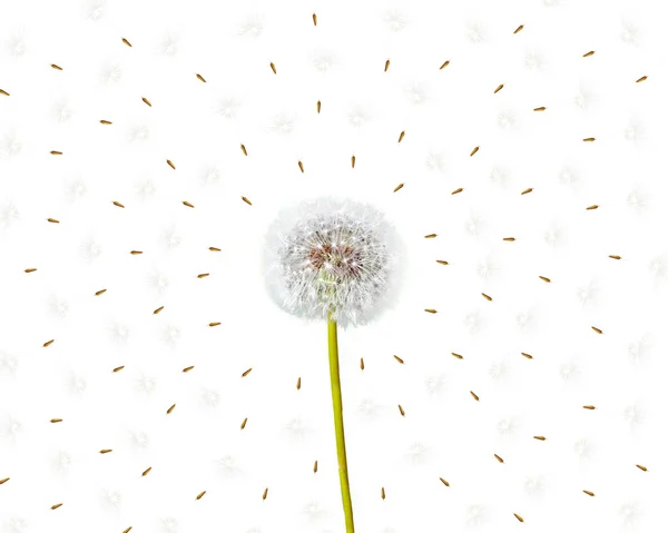 Puszysty kwiat mniszka lekarskiego izolowany na białym tle. — Zdjęcie stockowe