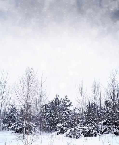 Bos in de vorst. Winterlandschap. Met sneeuw bedekte bomen. — Stockfoto