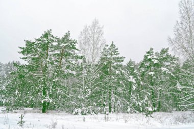  Donmuş orman. Kış manzarası. Karla kaplı ağaçlar. 