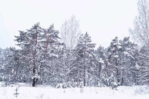 Bosque en la helada. Paisaje invernal. Árboles cubiertos de nieve. —  Fotos de Stock
