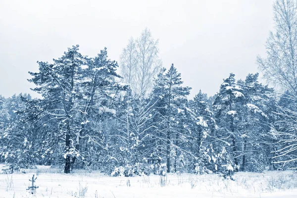 Bos in de vorst. Winterlandschap. Met sneeuw bedekte bomen. — Stockfoto