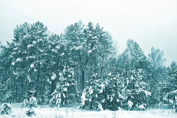 Donmuş orman. Kış manzarası. Karla kaplı ağaçlar. — Stok fotoğraf