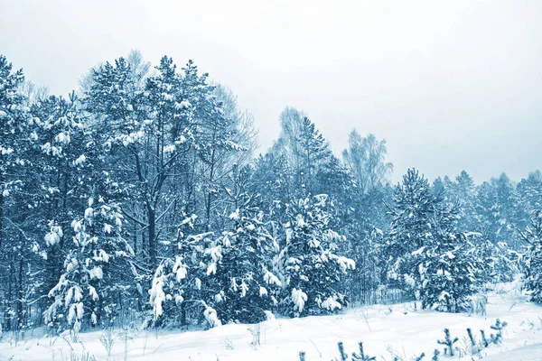 Forêt dans le gel. Paysage hivernal. Arbres couverts de neige. — Photo