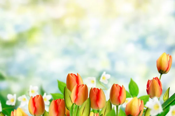 Flores brillantes y coloridas tulipanes en el fondo de la primavera l — Foto de Stock