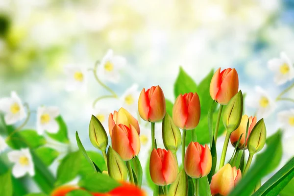 Luminosi e colorati fiori tulipani sullo sfondo della primavera l — Foto Stock