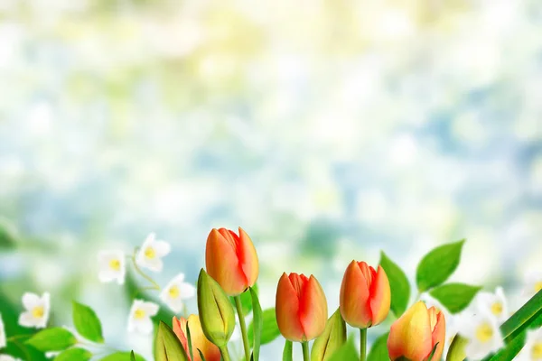 春天的时候我的背景明亮鲜艳的花朵郁金香 — 图库照片