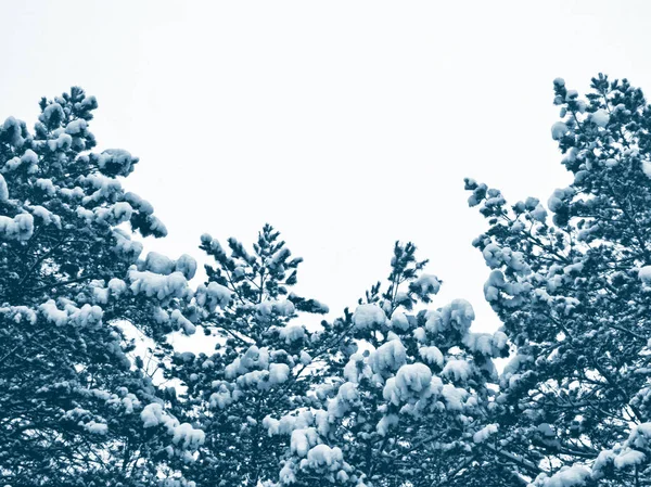 Foresta nel gelo. Paesaggio invernale. Alberi innevati. — Foto Stock