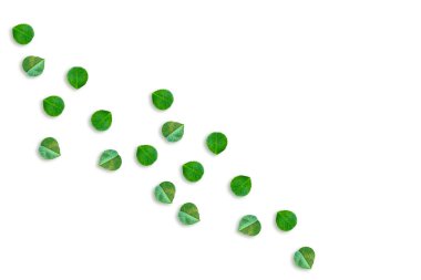 Yeşil yonca izole üzerinde beyaz arka plan bırakır. St.Patrick'ın 