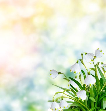 İlk Bahar kardelen çiçek.