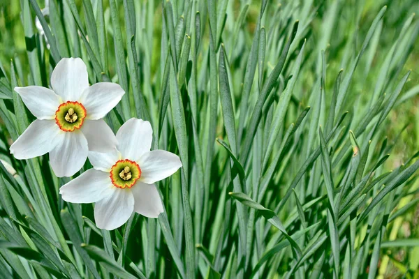 Flores brilhantes e coloridas narcisos — Fotografia de Stock