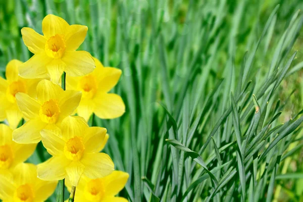 Helle und bunte Blumen Narzissen — Stockfoto