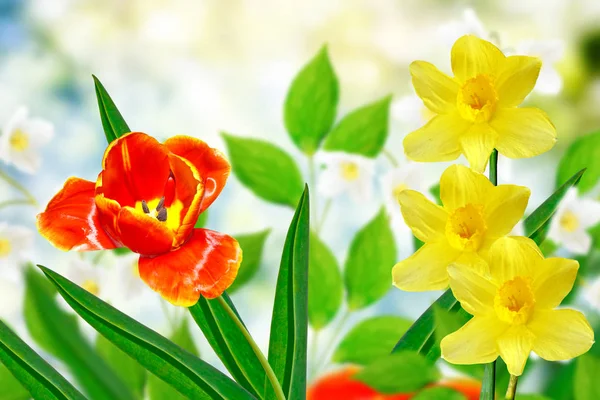 Fiori primaverili luminosi e colorati narcisi e tulipani — Foto Stock