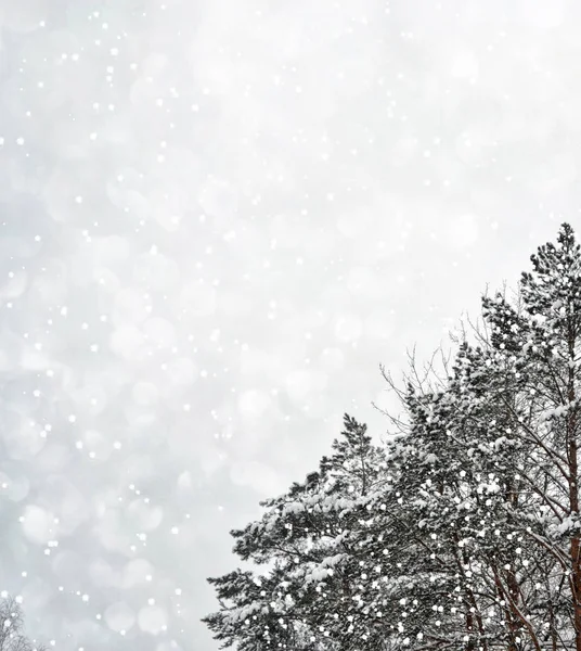 Bosque de invierno congelado con árboles cubiertos de nieve. — Foto de Stock