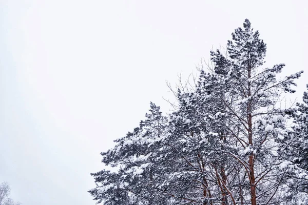 Замороженный зимний лес с заснеженными деревьями. — стоковое фото