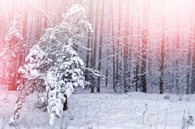  Karla kaplı ağaçlarla donuk kış ormanı.