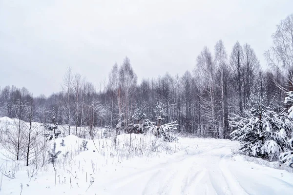 Bosque de invierno congelado con árboles cubiertos de nieve. —  Fotos de Stock