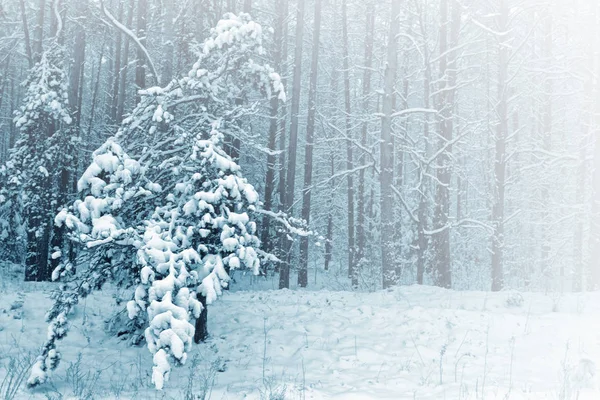 Bevroren winterbos met besneeuwde bomen. — Stockfoto