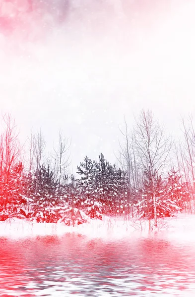 Forêt dans le gel. Paysage hivernal. Arbres couverts de neige. — Photo