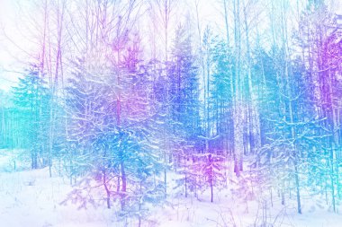  Karla kaplı ağaçlarla donuk kış ormanı.