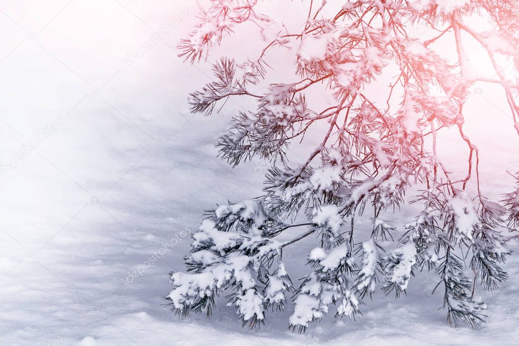  Frozen winter forest with snow covered trees.