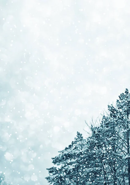 Bosque de invierno congelado con árboles cubiertos de nieve. — Foto de Stock