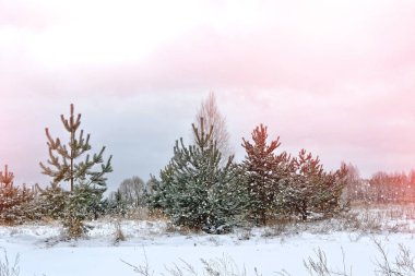  Karla kaplı ağaçlarla donuk kış ormanı.