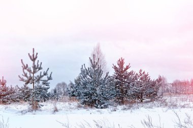  Karla kaplı ağaçlarla donuk kış ormanı.