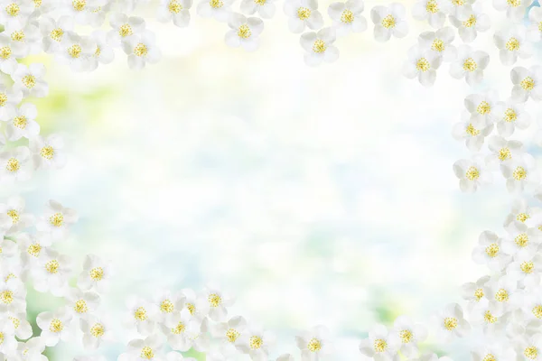 Fehér jázmin a fióktelep finom tavaszi virágok — Stock Fotó