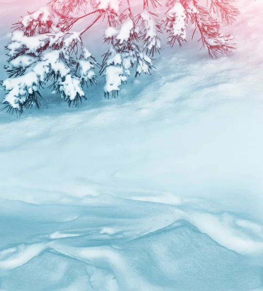 눈 덮힌 전나무와 크리스마스 배경 — 스톡 사진