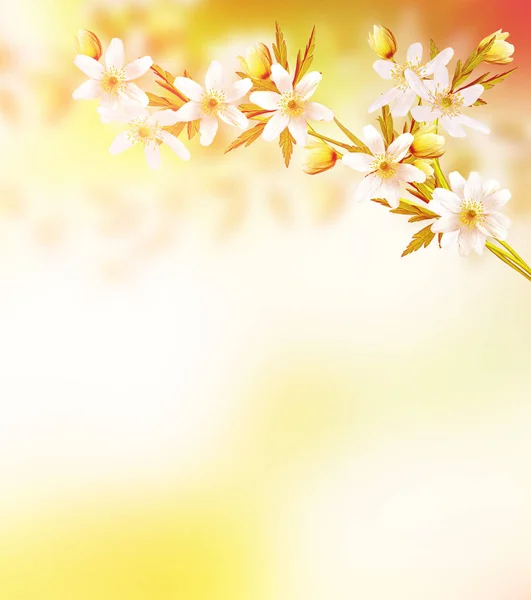 Erste Frühling Schneeglöckchen Blume. — Stockfoto