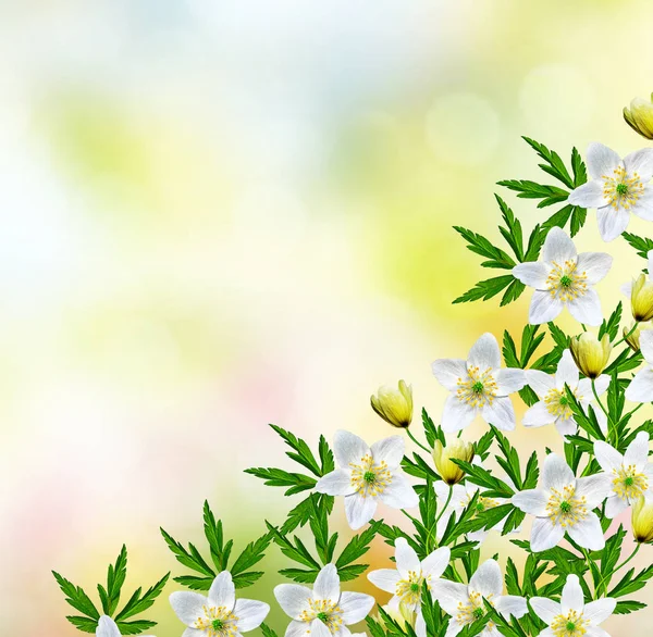 Erste Frühling Schneeglöckchen Blume. — Stockfoto