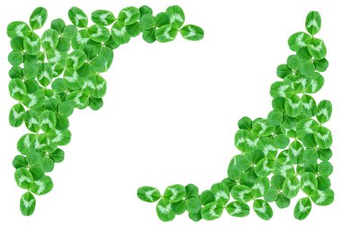 Yeşil yonca izole üzerinde beyaz arka plan bırakır. St.Patrick'ın 