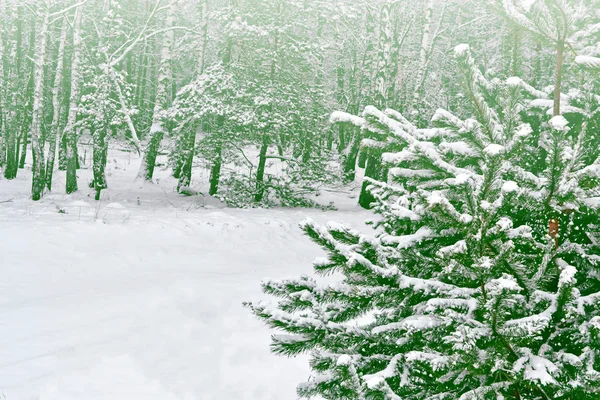 Bevroren winterbos met besneeuwde bomen. — Stockfoto